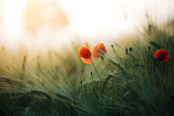 Fototapeta premium Roter Mohn in der Abendsonne auf dem Feld