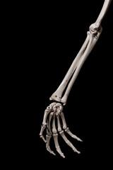 human forearm skeleton anatomy bone
