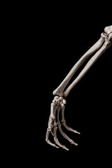 human forearm skeleton anatomy bone