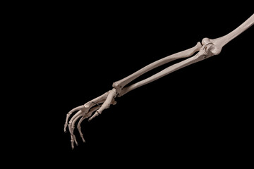 human forearm skeleton anatomy bone - obrazy, fototapety, plakaty