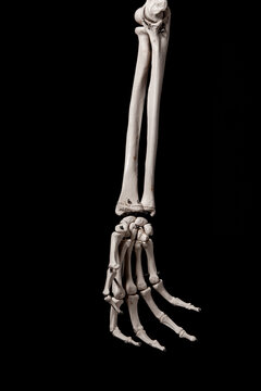 human forearm skeleton anatomy bone