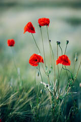Obraz premium Roter Mohn in der Abendsonne auf dem Feld