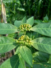 Euphorbia heterophylla, also known fireplant, painted euphorbia, Japanese poinsettia, desert poinsettia, wild poinsettia, fire on the mountain, paintedleaf, painted spurge, milkweed and kaliko plant.