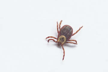 closeup tick on  white background