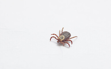 closeup tick on  white background