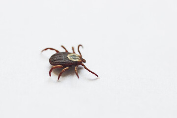 closeup tick on  white background