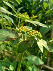 Euphorbia heterophylla, also known fireplant, painted euphorbia, Japanese poinsettia, desert...