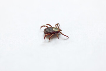 closeup tick on  white background