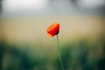 Obraz premium Roter Mohn in der Abendsonne auf dem Feld