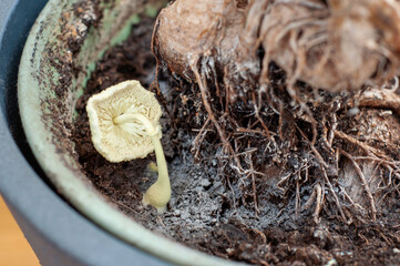 mold in the soil in indoor plants
