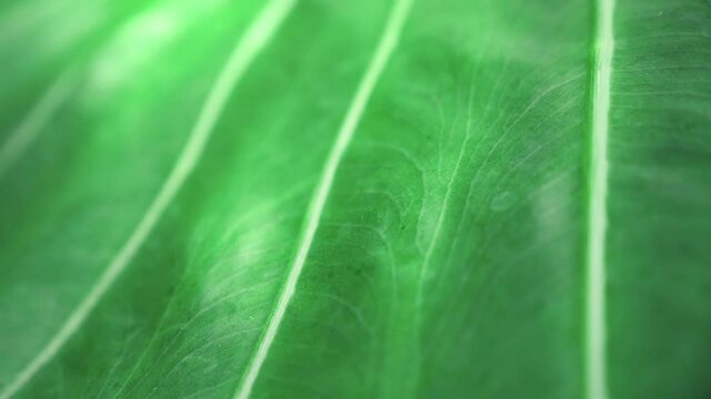 Close-up shot of Asplenium nidus tropical green leaf exotic plant. Wild Paradise jungle plant as natural floral background. Abstract texture close up of fresh exotic tropical green fresh background.