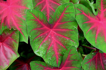 red maple leaf in Kerala