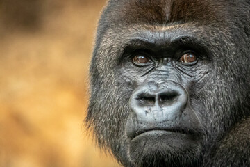 Gorilla Silverback portrait on a gold background