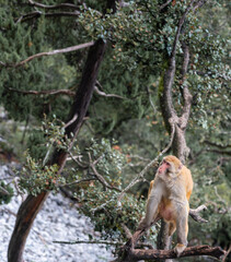  monkey playing on the trees