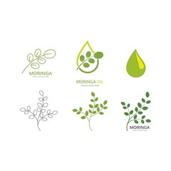 Moringa leaf illustration