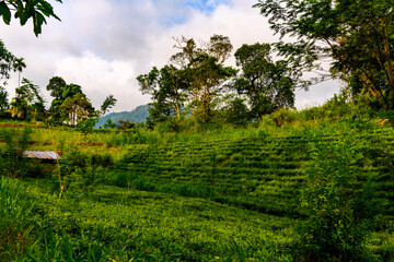 Nature of the Sinharaja Forest Reserve,  a national park in Sri Lanka. UNESCO World Heritage