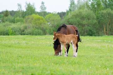 A bay horse with a foal in a field on a grazing.