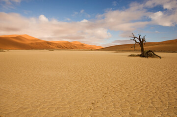 scenic view over landscape with lonely tree namibia