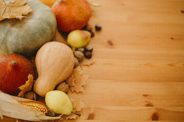 Happy Thanksgiving. Pumpkins, autumn leaves, walnuts, chestnuts, corn, apple and pear on rustic wooden table in sunny room. Autumn seasonal harvest. Space for text