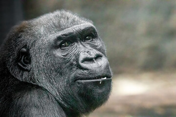 portrait of a young powerful gorilla