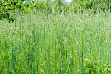 green wheat field