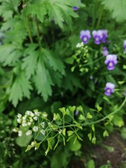Close-up of lilac bell flowers among grass on a flower bed