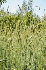 green wheat field