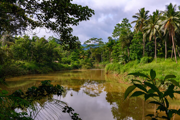 Nature of the Sinharaja Forest Reserve,  a national park in Sri Lanka. UNESCO World Heritage