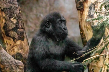 a young gorilla sitting in a tree