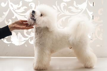 White Bichon Frize stands in a rack on white floor