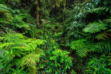 Nature of the Sinharaja Forest Reserve,  a national park in Sri Lanka. UNESCO World Heritage