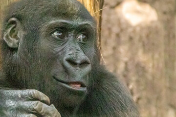 profile of a young smiling gorilla