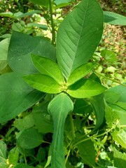 Euphorbia heterophylla, also known fireplant, painted euphorbia, Japanese poinsettia, desert poinsettia, wild poinsettia, fire on the mountain, paintedleaf, painted spurge, milkweed and kaliko plant.