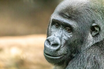 a young cute gorilla waitng for food