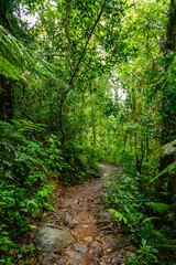 Sinharaja Forest Reserve,  a national park in Sri Lanka. UNESCO World Heritage
