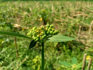 Euphorbia heterophylla, also known fireplant, painted euphorbia, Japanese poinsettia, desert poinsettia, wild poinsettia, fire on the mountain, paintedleaf, painted spurge, milkweed and kaliko plant.