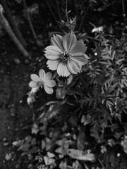 black and white cosmos flower