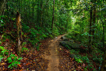 Sinharaja Forest Reserve,  a national park in Sri Lanka. UNESCO World Heritage