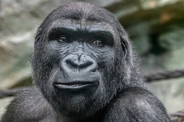 gorilla portrait close-up face