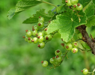 Fototapeta premium Unripe red currant berries on a branch with leaves