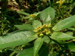 Euphorbia heterophylla, also known fireplant, painted euphorbia, Japanese poinsettia, desert poinsettia, wild poinsettia, fire on the mountain, paintedleaf, painted spurge, milkweed and kaliko plant.