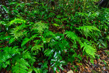 Sinharaja Forest Reserve,  a national park in Sri Lanka. UNESCO World Heritage