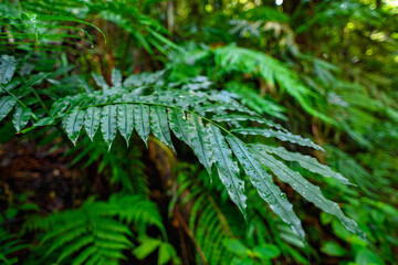 Nature of the Sinharaja Forest Reserve,  a national park in Sri Lanka. UNESCO World Heritage