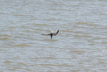 Sea Birds in flight at the coast