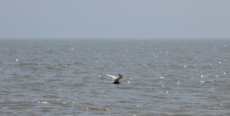 Sea Birds in flight at the coast