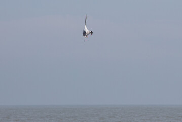 Sea Birds in flight at the coast