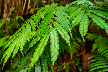 Nature of the Sinharaja Forest Reserve,  a national park in Sri Lanka. UNESCO World Heritage