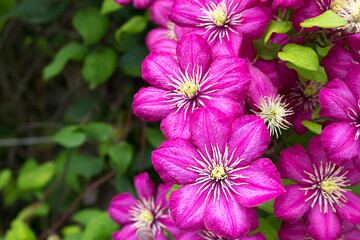 Violet color blooming garden clematis flower floral wedding card concept