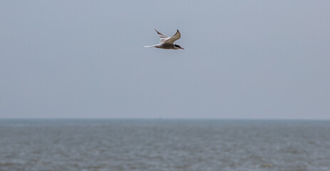 Fototapeta na wymiar Sea Birds in flight at the coast