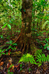 Sinharaja Forest Reserve,  a national park in Sri Lanka. UNESCO World Heritage